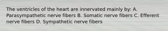 The ventricles of the heart are innervated mainly by: A. Parasympathetic nerve fibers B. Somatic nerve fibers C. Efferent nerve fibers D. Sympathetic nerve fibers