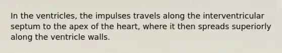 In the ventricles, the impulses travels along the interventricular septum to the apex of the heart, where it then spreads superiorly along the ventricle walls.