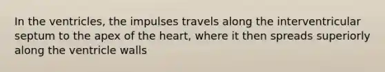 In the ventricles, the impulses travels along the interventricular septum to the apex of the heart, where it then spreads superiorly along the ventricle walls