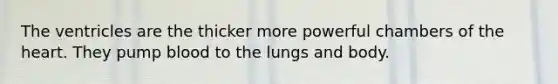 The ventricles are the thicker more powerful chambers of <a href='https://www.questionai.com/knowledge/kya8ocqc6o-the-heart' class='anchor-knowledge'>the heart</a>. They pump blood to the lungs and body.