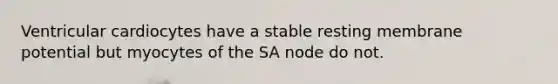 Ventricular cardiocytes have a stable resting membrane potential but myocytes of the SA node do not.
