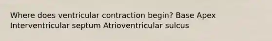 Where does ventricular contraction begin? Base Apex Interventricular septum Atrioventricular sulcus