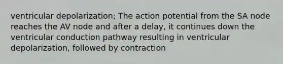 ventricular depolarization; The action potential from the SA node reaches the AV node and after a delay, it continues down the ventricular conduction pathway resulting in ventricular depolarization, followed by contraction