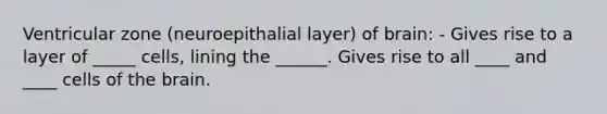 Ventricular zone (neuroepithalial layer) of brain: - Gives rise to a layer of _____ cells, lining the ______. Gives rise to all ____ and ____ cells of the brain.