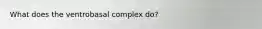 What does the ventrobasal complex do?