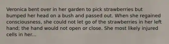 Veronica bent over in her garden to pick strawberries but bumped her head on a bush and passed out. When she regained consciousness, she could not let go of the strawberries in her left hand; the hand would not open or close. She most likely injured cells in her...