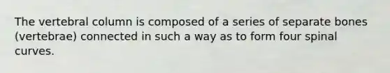 The vertebral column is composed of a series of separate bones (vertebrae) connected in such a way as to form four spinal curves.