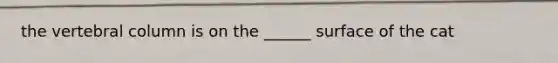 the vertebral column is on the ______ surface of the cat