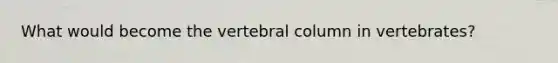 What would become the vertebral column in vertebrates?