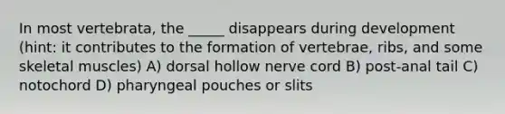 In most vertebrata, the _____ disappears during development (hint: it contributes to the formation of vertebrae, ribs, and some skeletal muscles) A) dorsal hollow nerve cord B) post-anal tail C) notochord D) pharyngeal pouches or slits