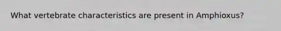 What vertebrate characteristics are present in Amphioxus?