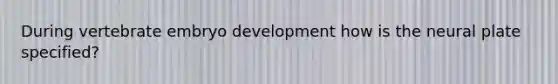 During vertebrate embryo development how is the neural plate specified?