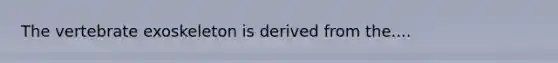 The vertebrate exoskeleton is derived from the....
