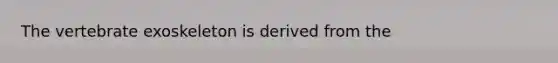 The vertebrate exoskeleton is derived from the