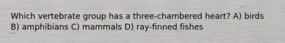 Which vertebrate group has a three-chambered heart? A) birds B) amphibians C) mammals D) ray-finned fishes