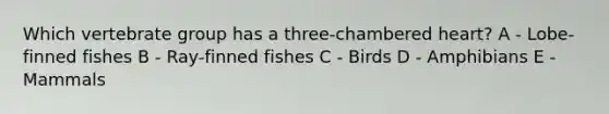 Which vertebrate group has a three-chambered heart? A - Lobe-finned fishes B - Ray-finned fishes C - Birds D - Amphibians E - Mammals