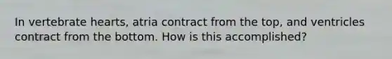 In vertebrate hearts, atria contract from the top, and ventricles contract from the bottom. How is this accomplished?