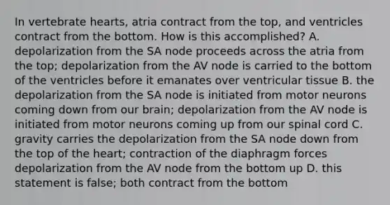 In vertebrate hearts, atria contract from the top, and ventricles contract from the bottom. How is this accomplished? A. depolarization from the SA node proceeds across the atria from the top; depolarization from the AV node is carried to the bottom of the ventricles before it emanates over ventricular tissue B. the depolarization from the SA node is initiated from motor neurons coming down from our brain; depolarization from the AV node is initiated from motor neurons coming up from our spinal cord C. gravity carries the depolarization from the SA node down from the top of <a href='https://www.questionai.com/knowledge/kya8ocqc6o-the-heart' class='anchor-knowledge'>the heart</a>; contraction of the diaphragm forces depolarization from the AV node from the bottom up D. this statement is false; both contract from the bottom