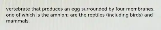 vertebrate that produces an egg surrounded by four membranes, one of which is the amnion; are the reptiles (including birds) and mammals.