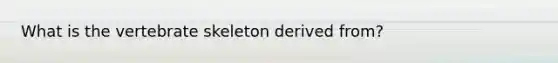 What is the vertebrate skeleton derived from?