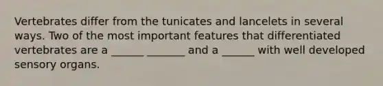 Vertebrates differ from the tunicates and lancelets in several ways. Two of the most important features that differentiated vertebrates are a ______ _______ and a ______ with well developed sensory organs.