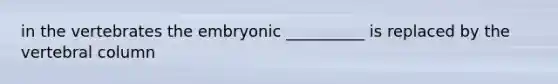 in the vertebrates the embryonic __________ is replaced by the vertebral column