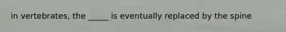 in vertebrates, the _____ is eventually replaced by the spine