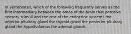 In vertebrates, which of the following frequently serves as the first intermediary between the areas of the brain that perceive sensory stimuli and the rest of the endocrine system? the anterior pituitary gland the thyroid gland the posterior pituitary gland the hypothalamus the adrenal glands