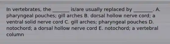 In vertebrates, the _______ is/are usually replaced by ________. A. pharyngeal pouches; gill arches B. dorsal hollow nerve cord; a ventral solid nerve cord C. gill arches; pharyngeal pouches D. notochord; a dorsal hollow nerve cord E. notochord; a vertebral column