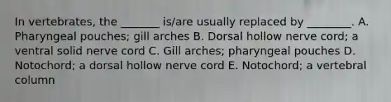 In vertebrates, the _______ is/are usually replaced by ________. A. Pharyngeal pouches; gill arches B. Dorsal hollow nerve cord; a ventral solid nerve cord C. Gill arches; pharyngeal pouches D. Notochord; a dorsal hollow nerve cord E. Notochord; a vertebral column