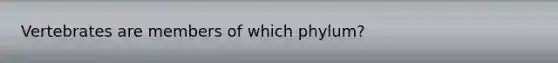 Vertebrates are members of which phylum?