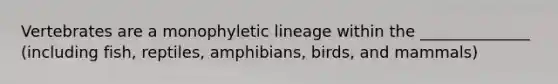 Vertebrates are a monophyletic lineage within the ______________ (including fish, reptiles, amphibians, birds, and mammals)