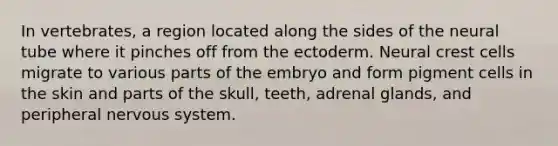 In vertebrates, a region located along the sides of the neural tube where it pinches off from the ectoderm. Neural crest cells migrate to various parts of the embryo and form pigment cells in the skin and parts of the skull, teeth, adrenal glands, and peripheral nervous system.