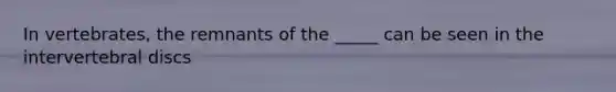 In vertebrates, the remnants of the _____ can be seen in the intervertebral discs