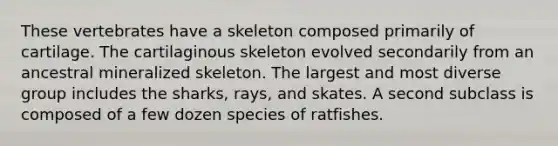 These vertebrates have a skeleton composed primarily of cartilage. The cartilaginous skeleton evolved secondarily from an ancestral mineralized skeleton. The largest and most diverse group includes the sharks, rays, and skates. A second subclass is composed of a few dozen species of ratfishes.