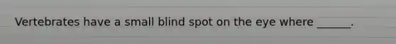 Vertebrates have a small blind spot on the eye where ______.