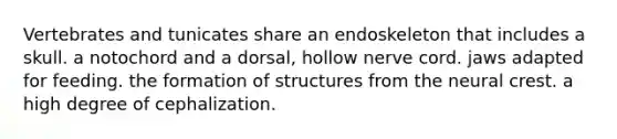 Vertebrates and tunicates share an endoskeleton that includes a skull. a notochord and a dorsal, hollow nerve cord. jaws adapted for feeding. the formation of structures from the neural crest. a high degree of cephalization.