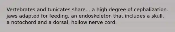 Vertebrates and tunicates share... a high degree of cephalization. jaws adapted for feeding. an endoskeleton that includes a skull. a notochord and a dorsal, hollow nerve cord.