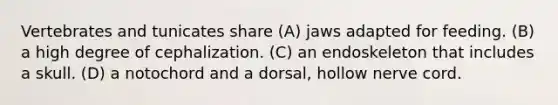 Vertebrates and tunicates share (A) jaws adapted for feeding. (B) a high degree of cephalization. (C) an endoskeleton that includes a skull. (D) a notochord and a dorsal, hollow nerve cord.