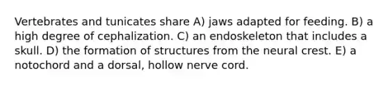 Vertebrates and tunicates share A) jaws adapted for feeding. B) a high degree of cephalization. C) an endoskeleton that includes a skull. D) the formation of structures from the neural crest. E) a notochord and a dorsal, hollow nerve cord.