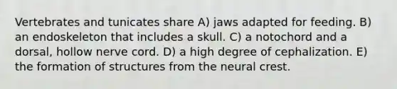 Vertebrates and tunicates share A) jaws adapted for feeding. B) an endoskeleton that includes a skull. C) a notochord and a dorsal, hollow nerve cord. D) a high degree of cephalization. E) the formation of structures from the neural crest.