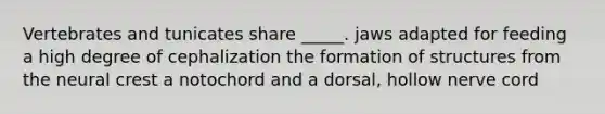 Vertebrates and tunicates share _____. jaws adapted for feeding a high degree of cephalization the formation of structures from the neural crest a notochord and a dorsal, hollow nerve cord