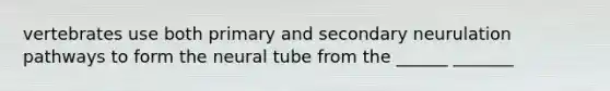 vertebrates use both primary and secondary neurulation pathways to form the neural tube from the ______ _______