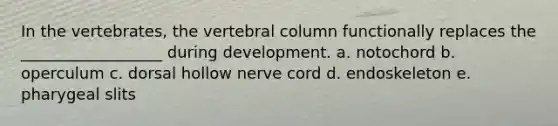 In the vertebrates, the vertebral column functionally replaces the __________________ during development. a. notochord b. operculum c. dorsal hollow nerve cord d. endoskeleton e. pharygeal slits