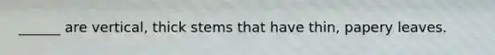 ______ are vertical, thick stems that have thin, papery leaves.