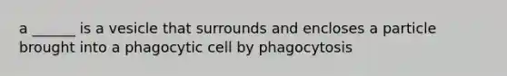 a ______ is a vesicle that surrounds and encloses a particle brought into a phagocytic cell by phagocytosis