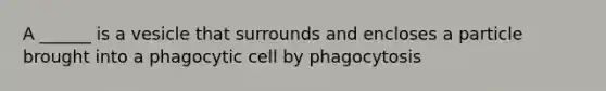 A ______ is a vesicle that surrounds and encloses a particle brought into a phagocytic cell by phagocytosis