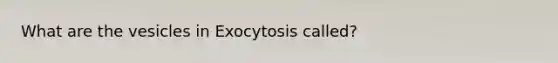 What are the vesicles in Exocytosis called?