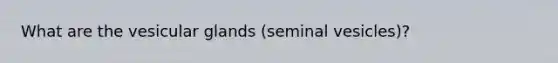 What are the vesicular glands (seminal vesicles)?