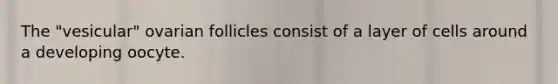 The "vesicular" ovarian follicles consist of a layer of cells around a developing oocyte.